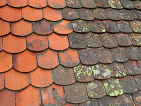 roof mold damage orlando