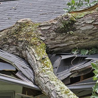 roof storm damage tree orlando